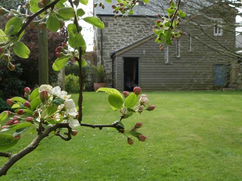 Cherry tree in the private garden