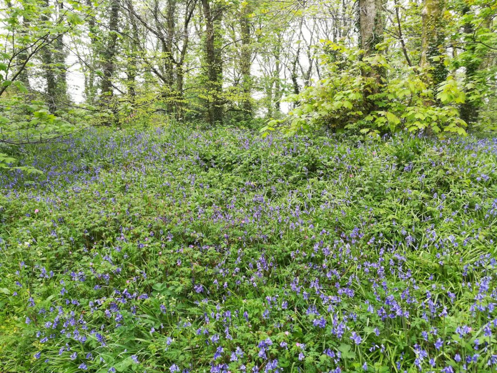 Bluebells at Godolphin House