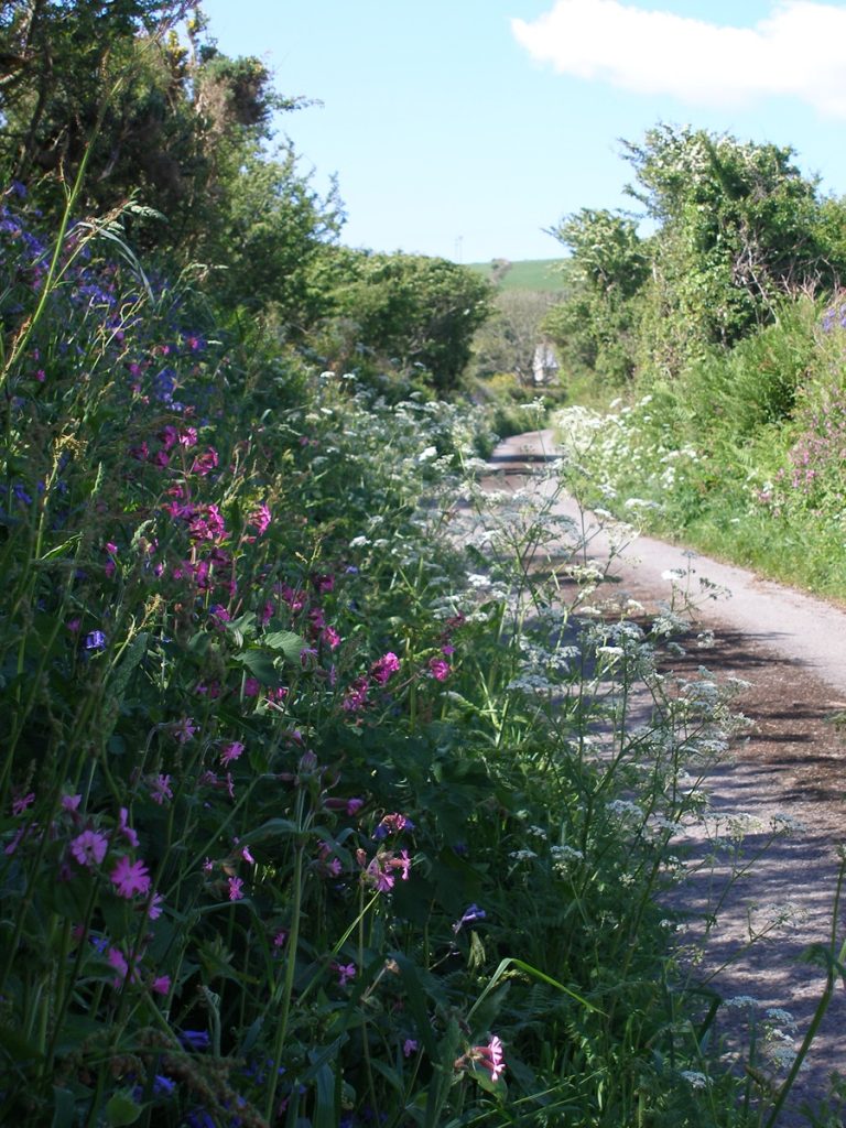 A Cornish Country Lane Near Little Tolmennor Barn