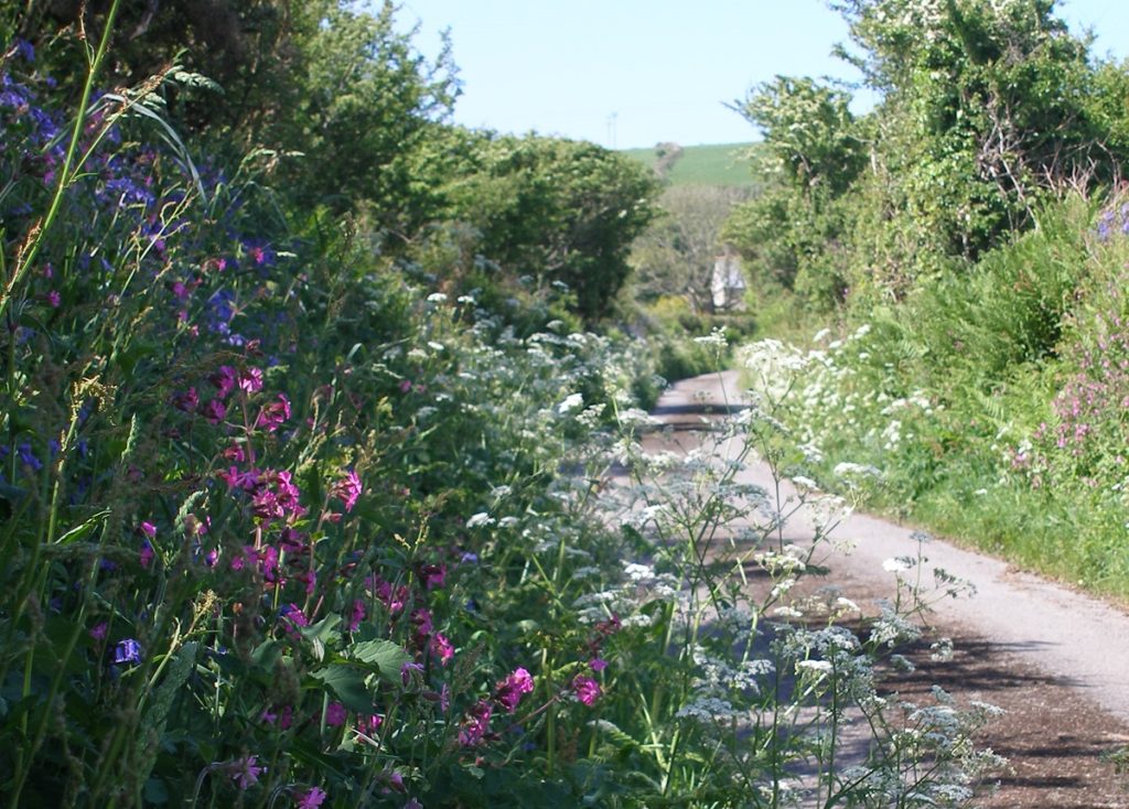 A Cornish Country Lane Near Little Tolmennor Barn