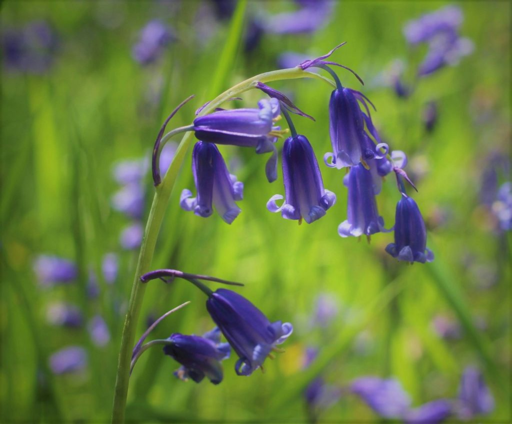 Spring Bluebells